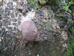 Orthalicus pulchellus