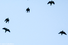 Brotogeris cyanoptera