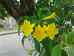 Tecoma stans