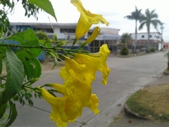 Tecoma stans