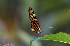 Heliconiini
