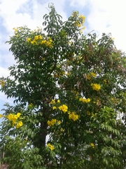 Tecoma stans