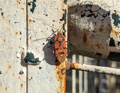 Spilostethus pandurus