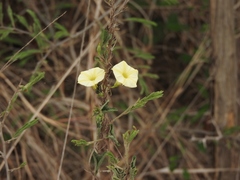 Ipomoea obscura obscura