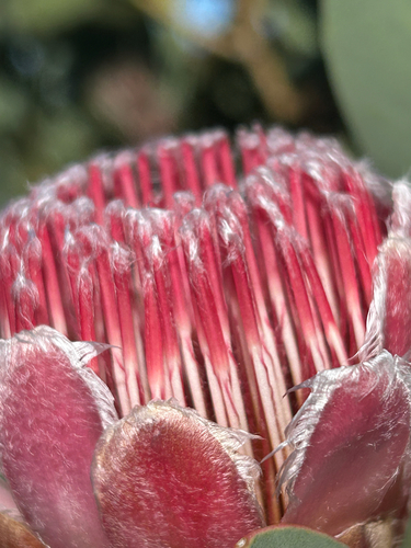 Protea lacticolor, photograph 6