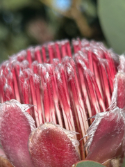 Protea lacticolor, photograph author not stated, no rights reserved