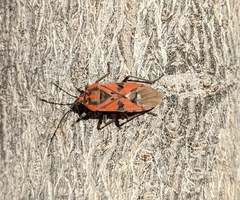 Spilostethus pandurus