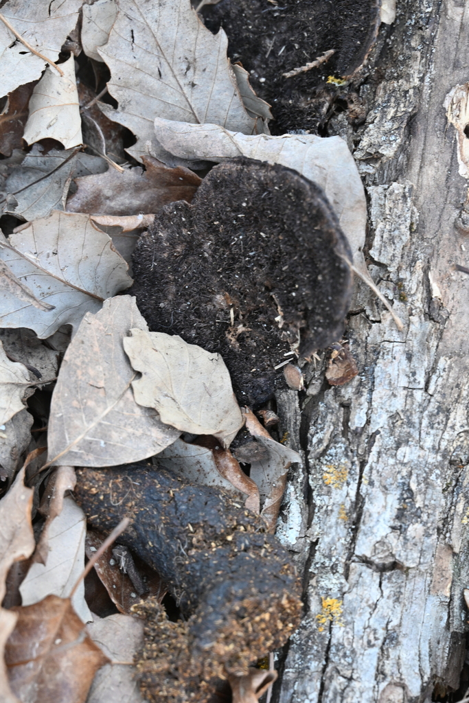Hexagonia hydnoides · February 2026 · photo: © vince13 (iNaturalist, cc0)