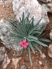 Adenium oleifolium