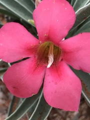 Adenium oleifolium