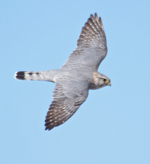 Merlin photo 2