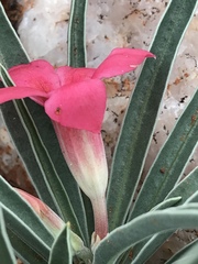 Adenium oleifolium