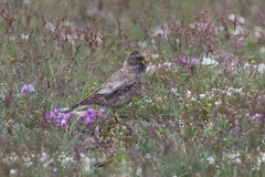 Leucosticte brandti