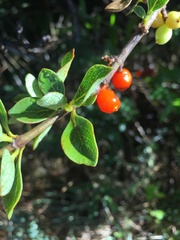 Coprosma montana