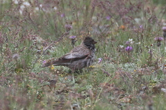 Leucosticte brandti