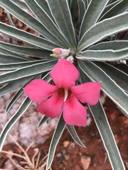 Adenium oleifolium
