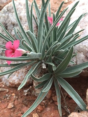 Adenium oleifolium