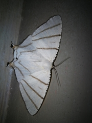 Urapteroides recurvata