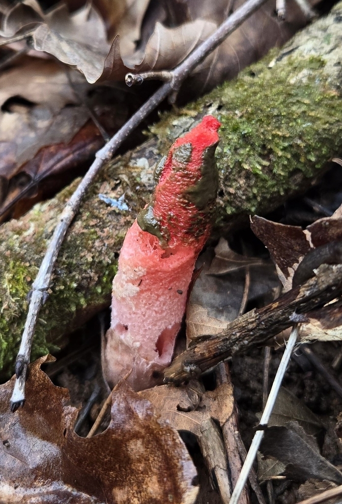 Mutinus elegans · March 2026 · photo: © benfungi (iNaturalist, cc-by)