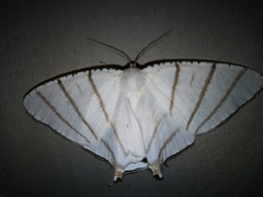 Urapteroides recurvata