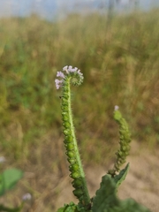 Heliotropium elongatum