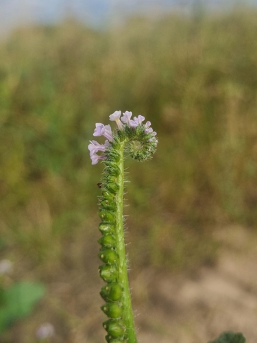 Heliotropium elongatum, photograph 2