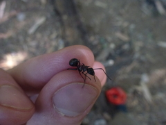 Polyrhachis bihamata