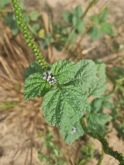 Heliotropium elongatum, photograph (c) Franco Richieri, some rights reserved (CC BY)