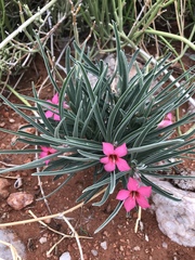 Adenium oleifolium