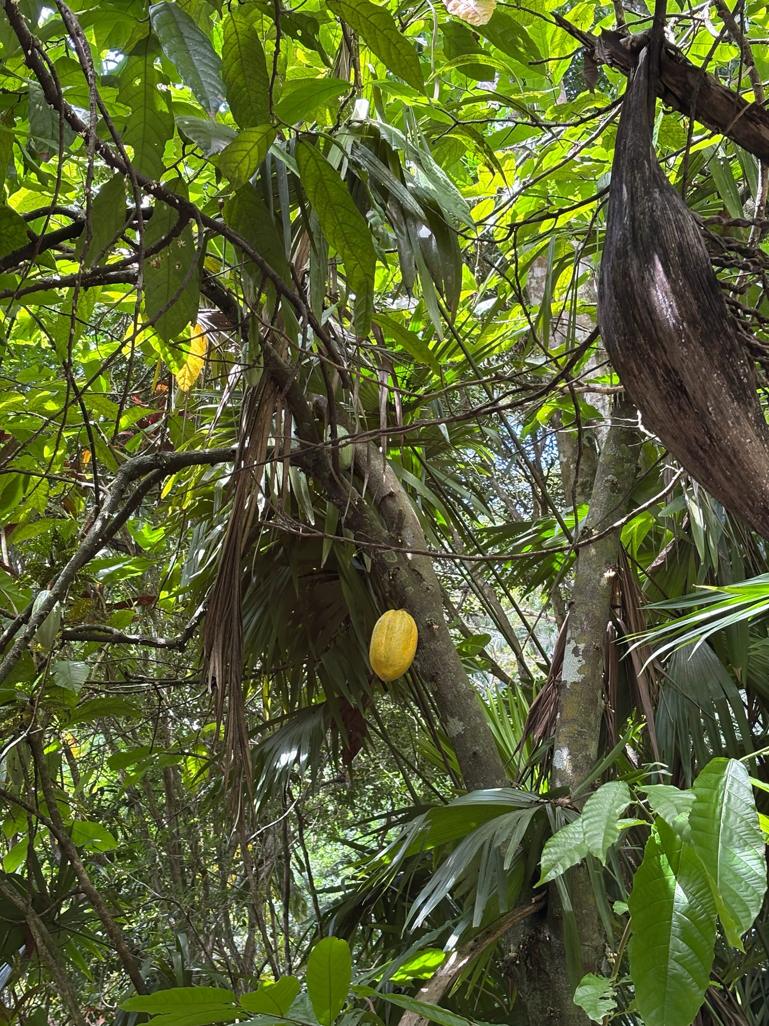Theobroma cacao
