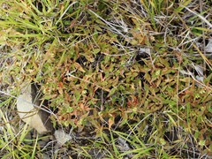 Persicaria prostrata