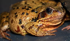 Rana temporaria