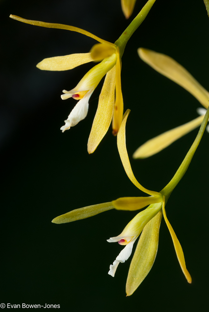 Encyclia linearifolioides