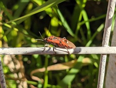 Spilostethus pandurus