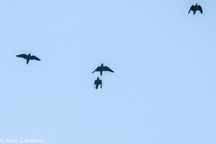 Brotogeris cyanoptera