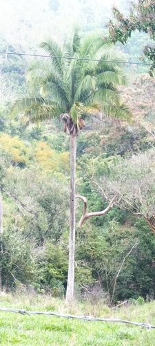 Attalea osmantha