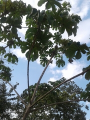 Cecropia peltata