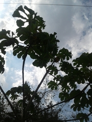 Cecropia peltata