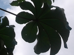 Cecropia peltata
