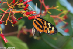 Heliconiini