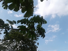 Cecropia peltata