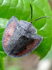 Dorynota electa