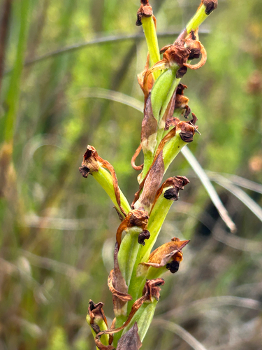 Ridge Disa (Disa bolusiana)