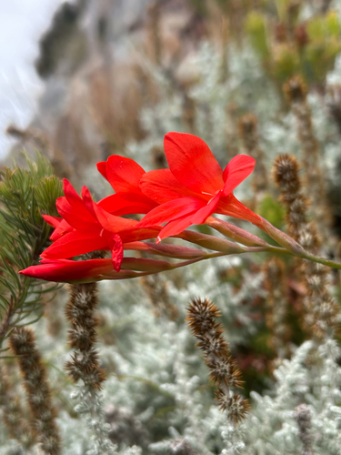 Red Lady (Gladiolus nerineoides)