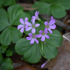 Ionoxalis