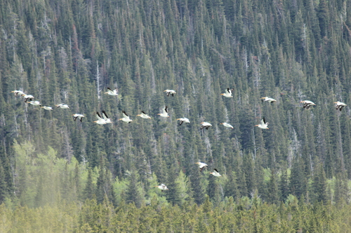 American White Pelican