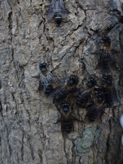 Apis dorsata binghami