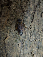 Apis dorsata binghami