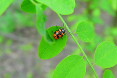 Cryptocephalus quinquepunctatus