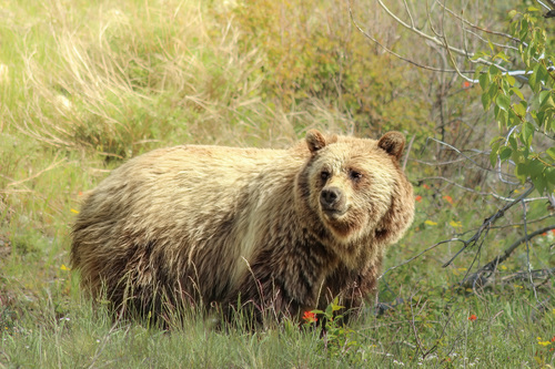 Grizzly Bear